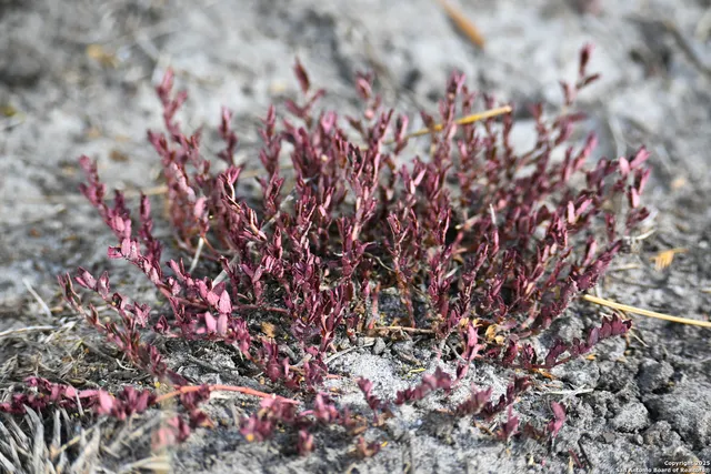 a view of a tree in a yard