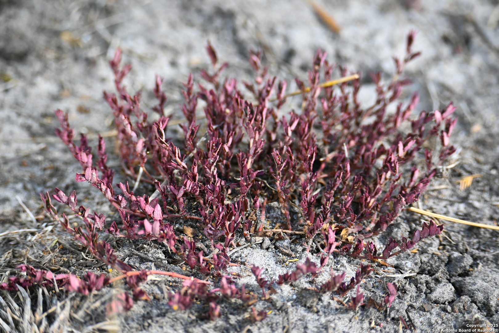 0 Tx 97 Gonzales, TX 78629 - Photo 28 of 37 a picture of a tree