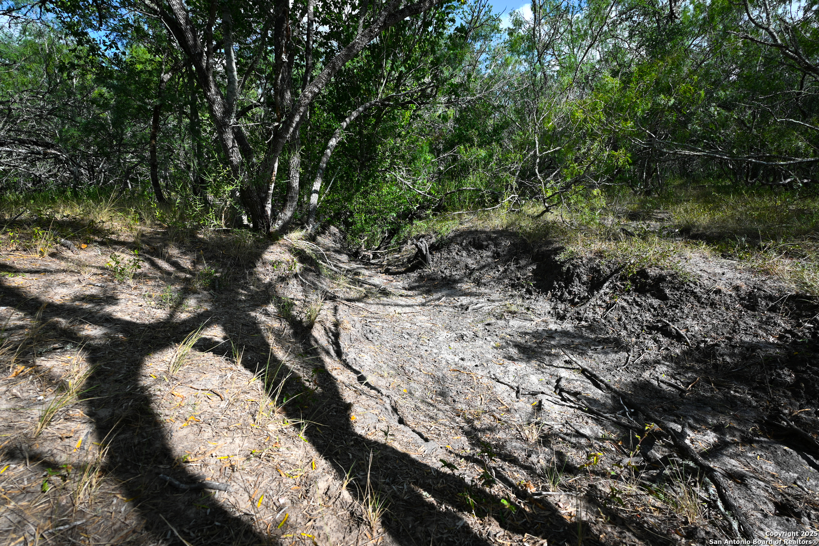0 Tx 97 Gonzales, TX 78629 - Photo 30 of 37 a view of a tree in a yard
