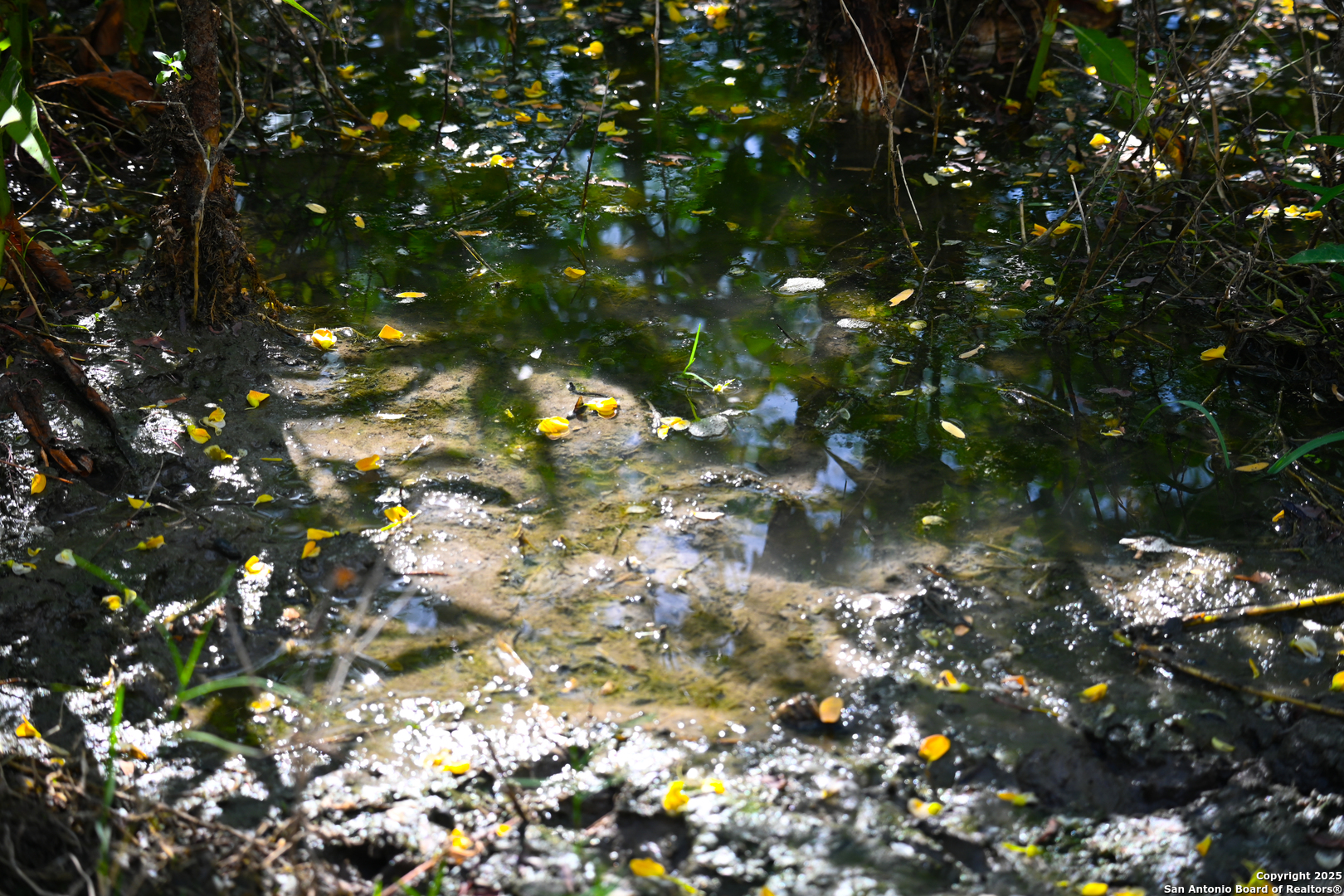 0 Tx 97 Gonzales, TX 78629 - Photo 31 of 37 a view of flowers