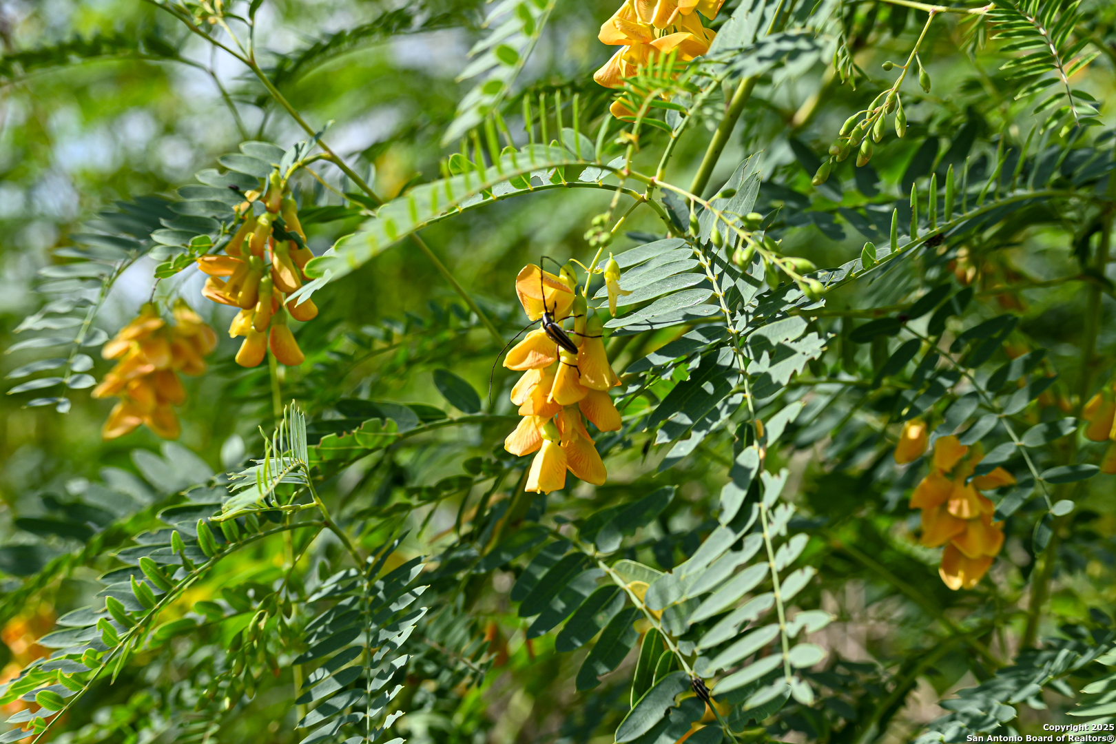 0 Tx 97 Gonzales, TX 78629 - Photo 33 of 37 a view of a tree