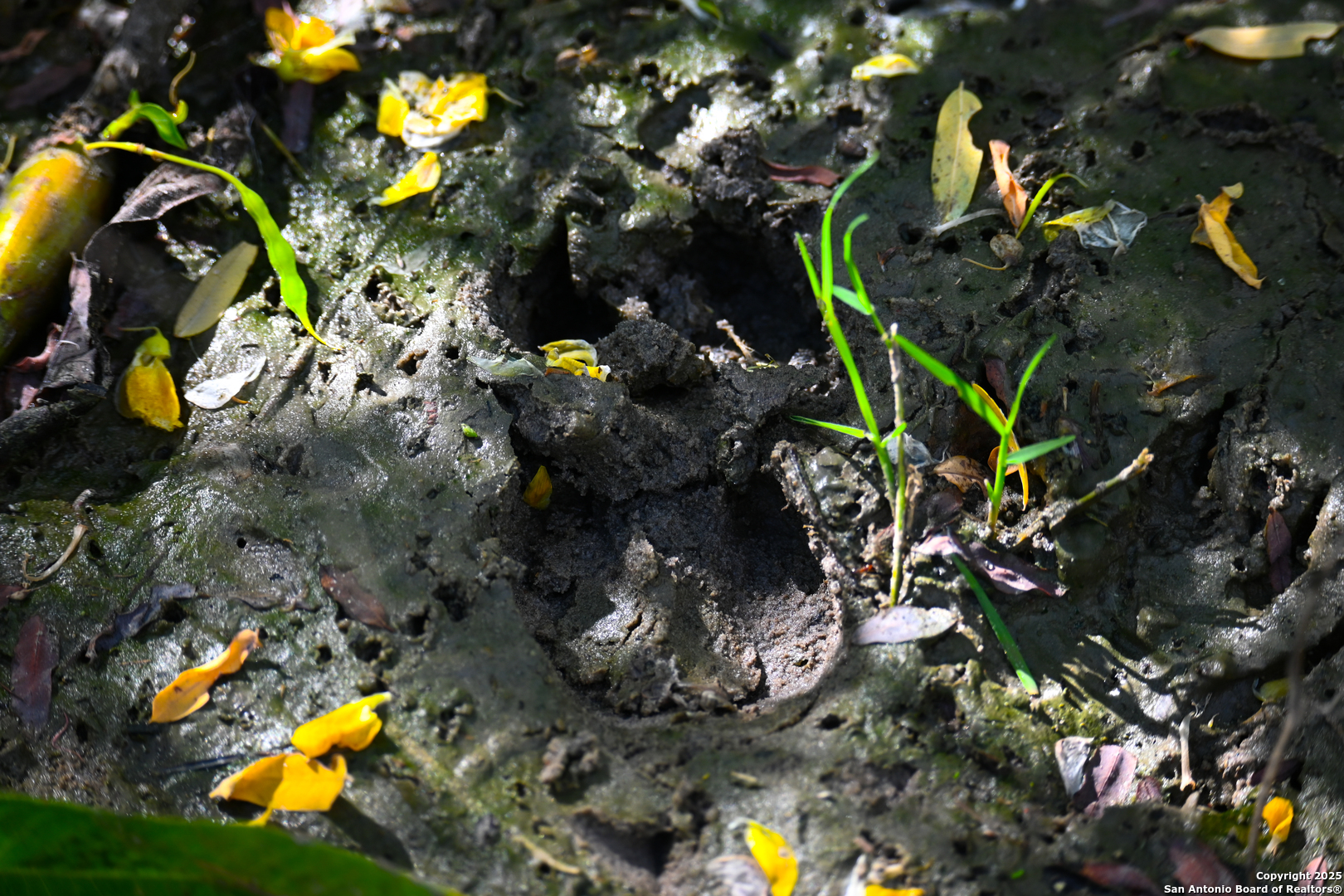 0 Tx 97 Gonzales, TX 78629 - Photo 35 of 37 a view of a tree