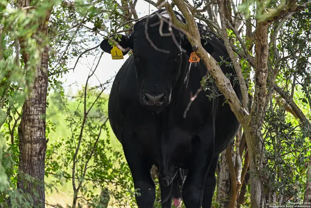 $2,532,369 | 0 Tx 97, Gonzales, TX 78629