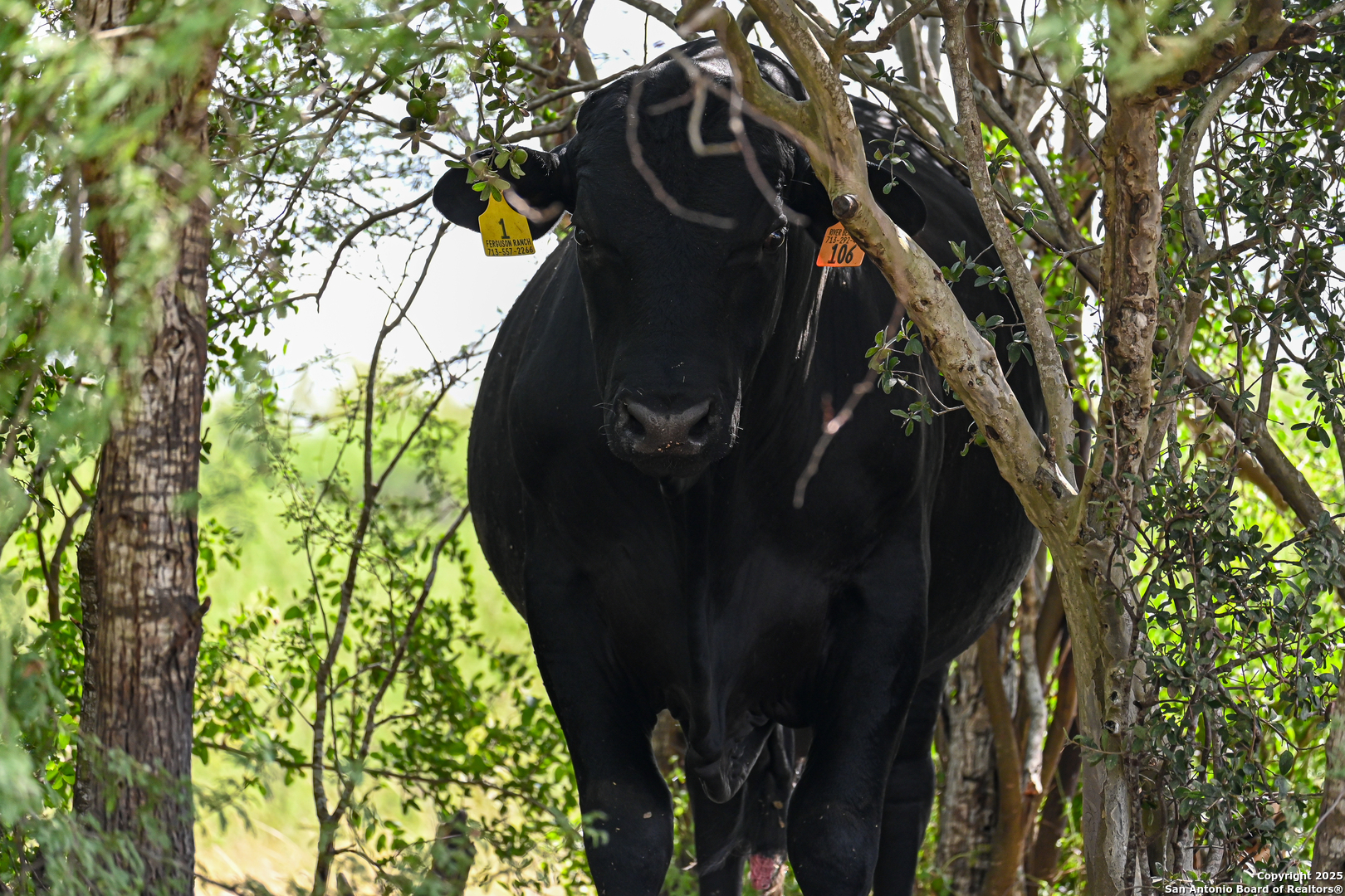 0 Tx 97 Gonzales, TX 78629 - Photo 37 of 37 a close up of a tree in a garden