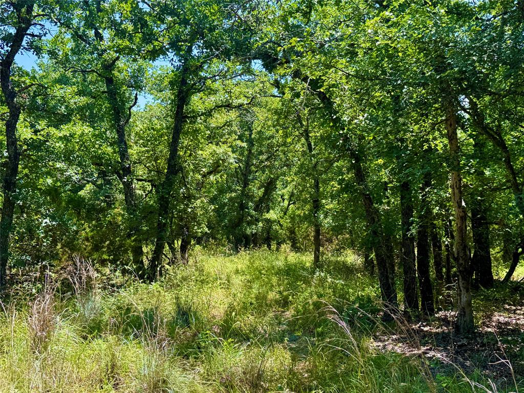 350 Indian Camp Road Weatherford, TX 76088 - Photo 11 of 18 a view of a lush green forest