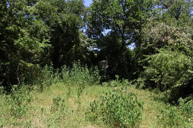 a view of a lush green forest