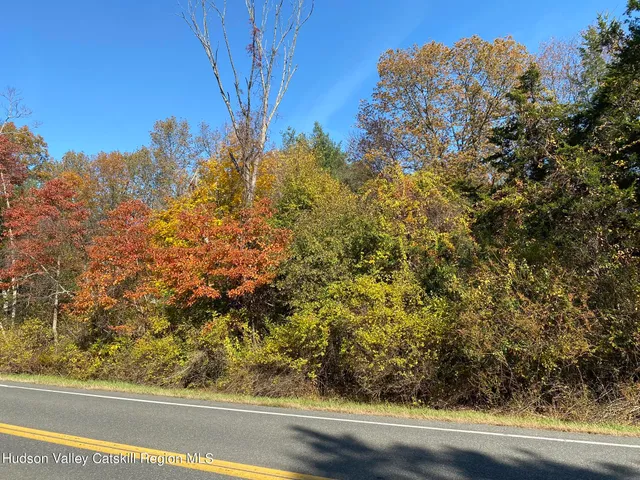 a view of a forest with a tree