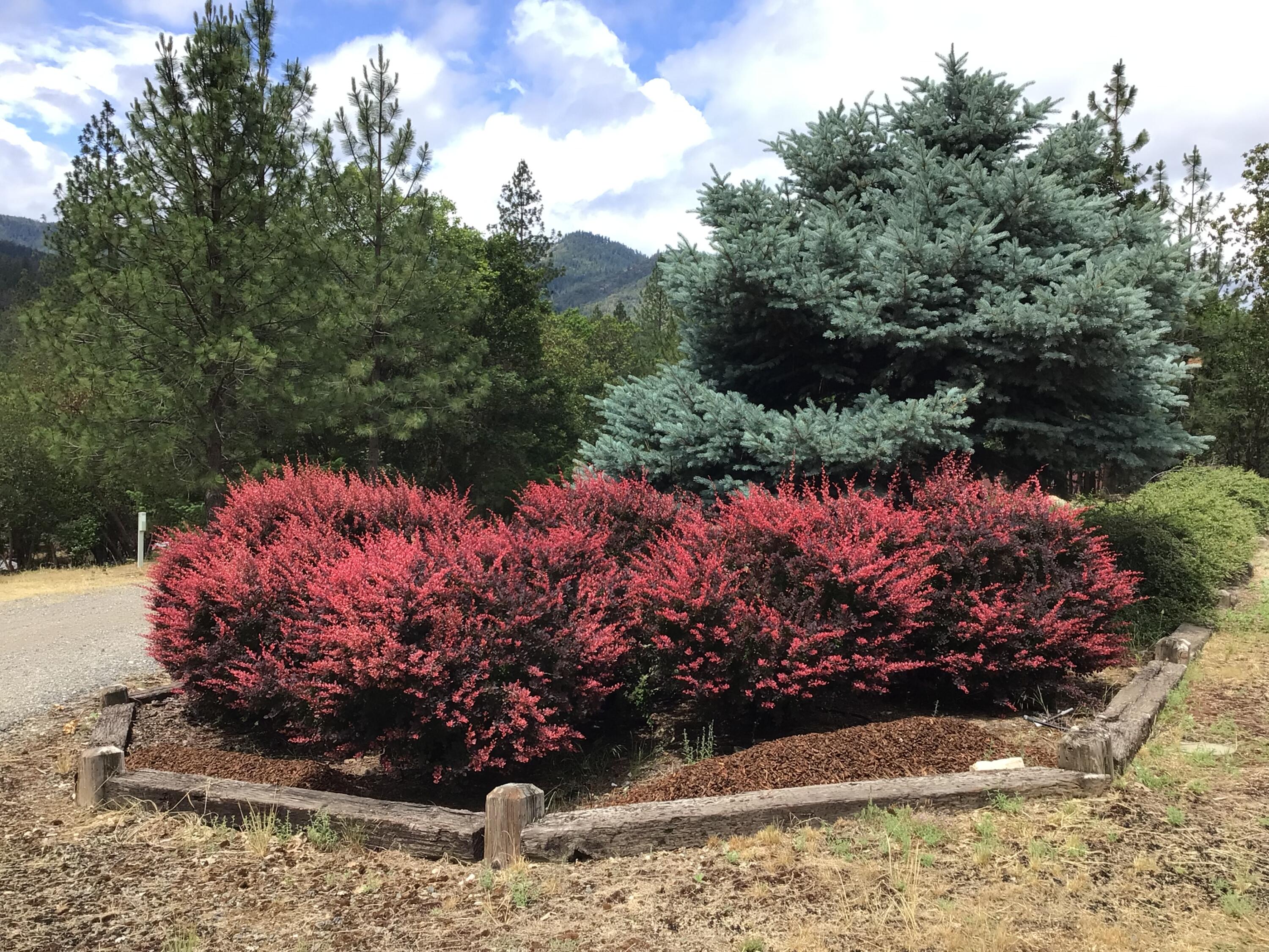 1841 Foots Creek Road Gold Hill, OR 97525 - Photo 10 of 66 Foliage