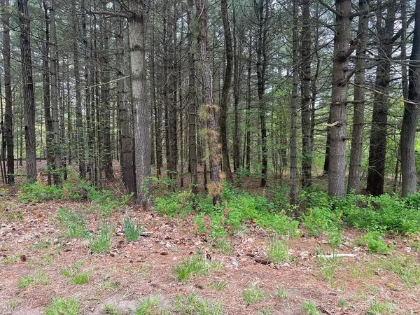a view of a garden with large trees