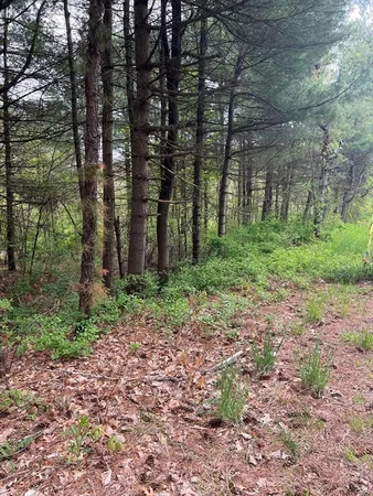 a big yard with lots of green space and plants