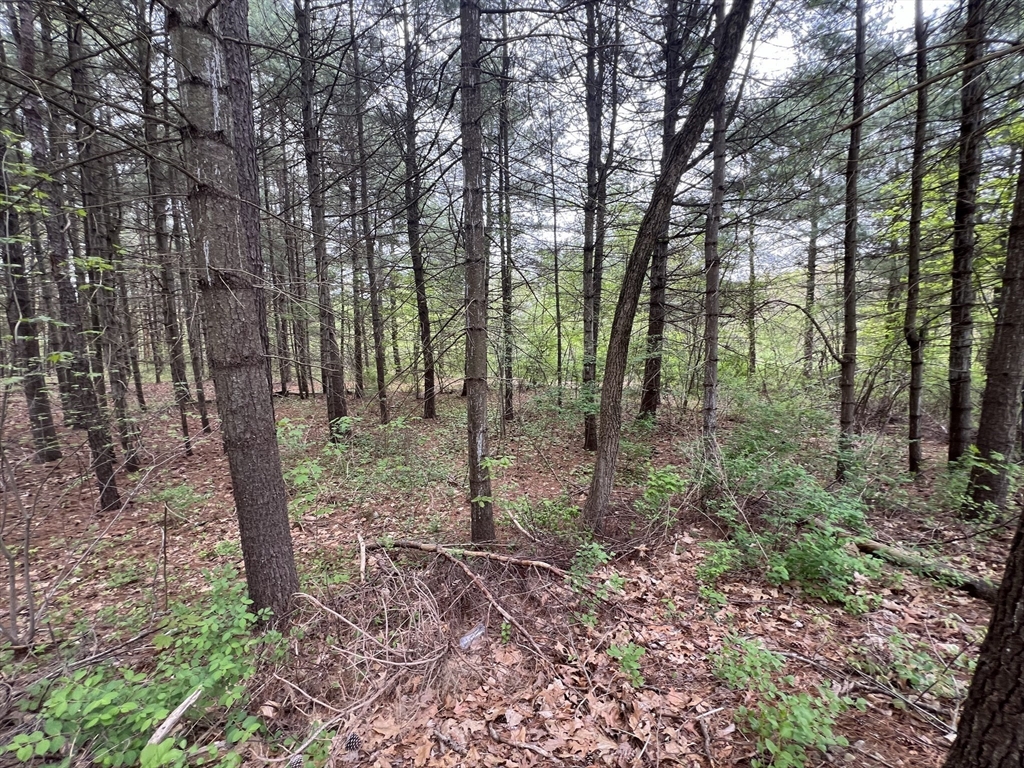 62-91 Lawrence Street Palmer, MA 01069 - Photo 6 of 9 a view of outdoor space with lots of trees