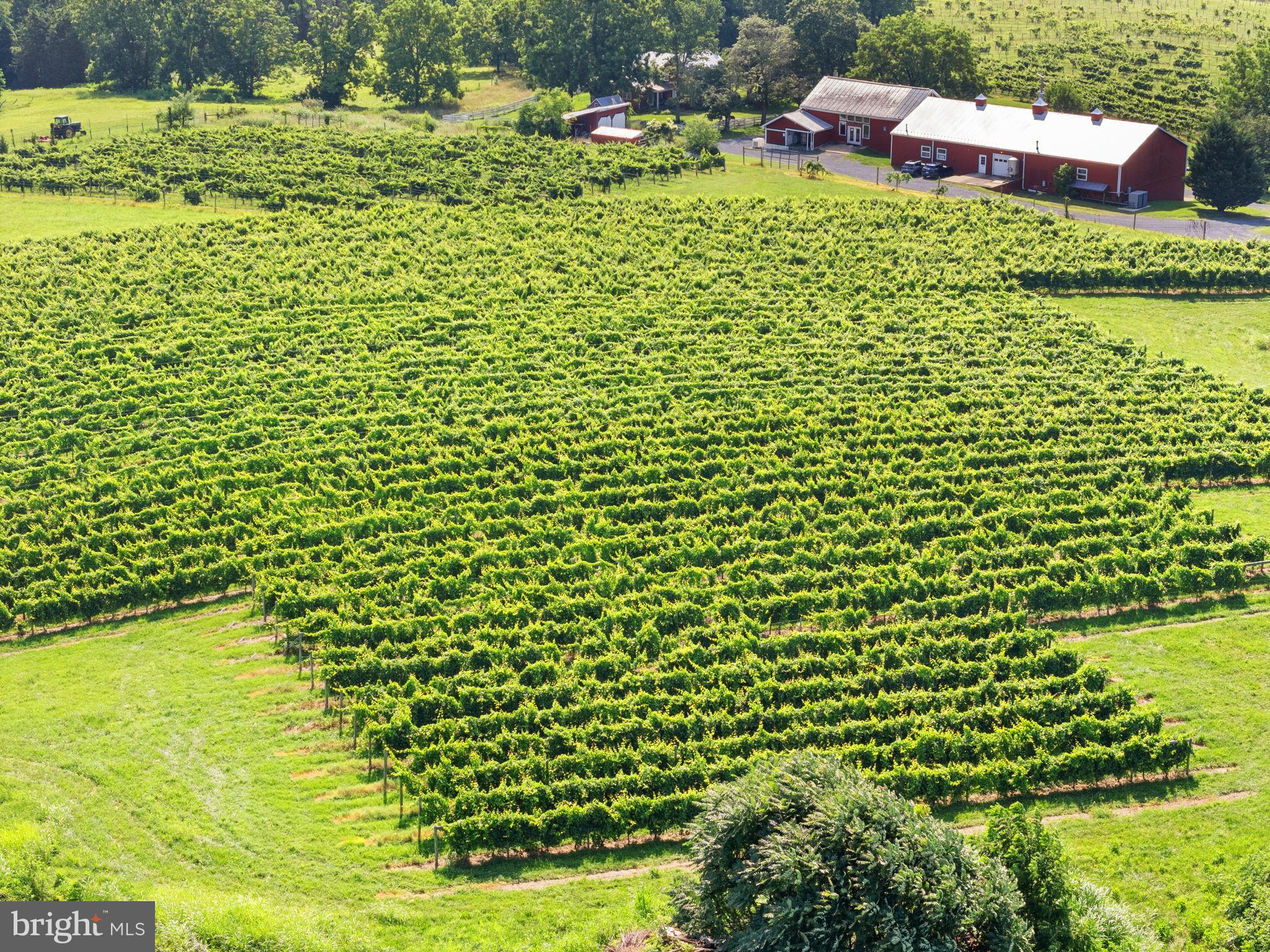 3659 South Ox Road Edinburg, VA 22824 - Photo 55 of 66 Winery + vines, perfectly captured