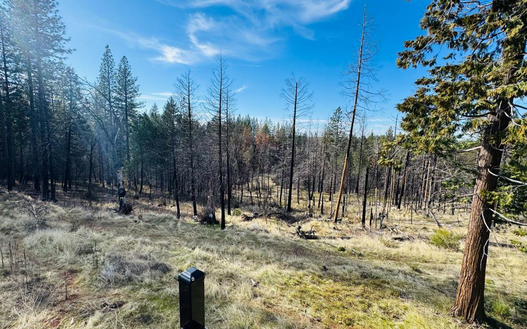 6330 Caldor Road Somerset, CA 95684 - Photo 22 of 30 a view of outdoor space with trees