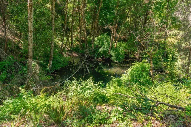 a close up of a plant