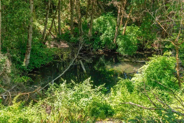 a view of a garden with a lake