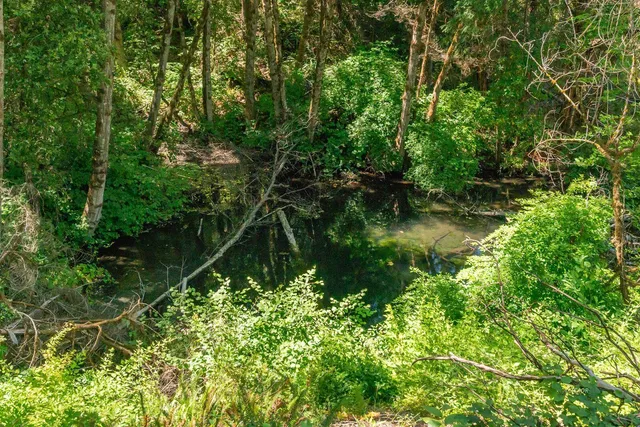 a view of a garden with a lake
