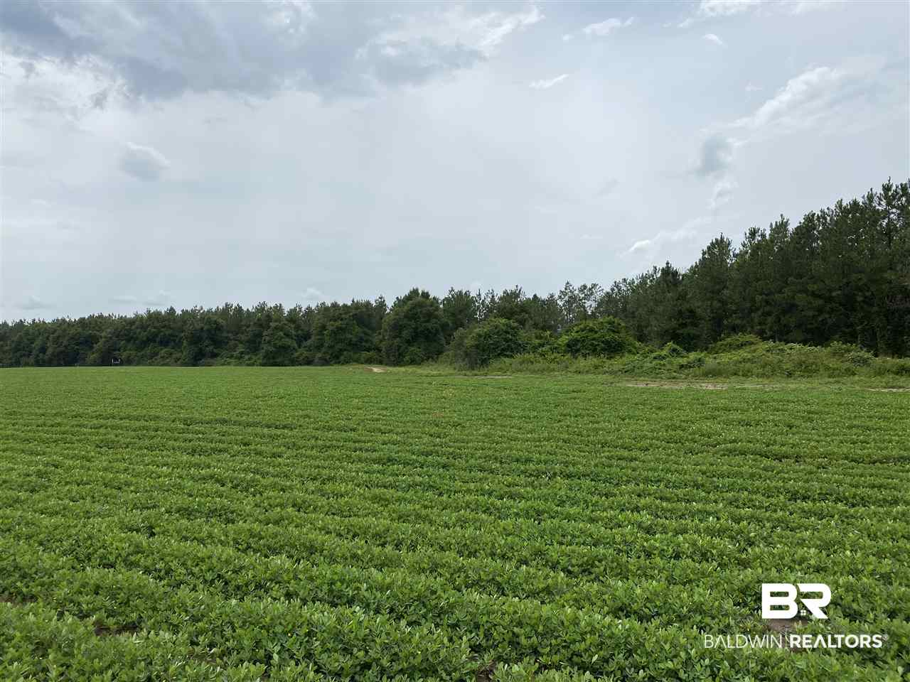 0 Highway 14 Greensboro, AL 36744 - Photo 2 of 5