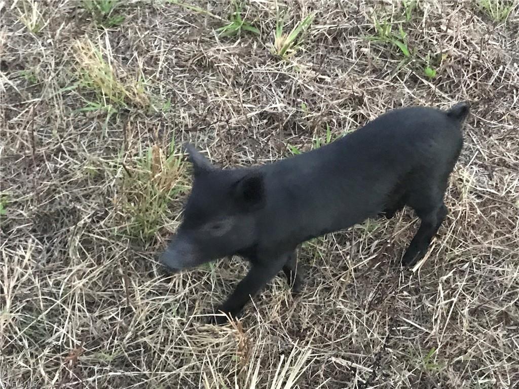 46310 Neal Road Punta Gorda, FL 33982 - Photo 16 of 18 Neighbor of 46310 Neal Rd