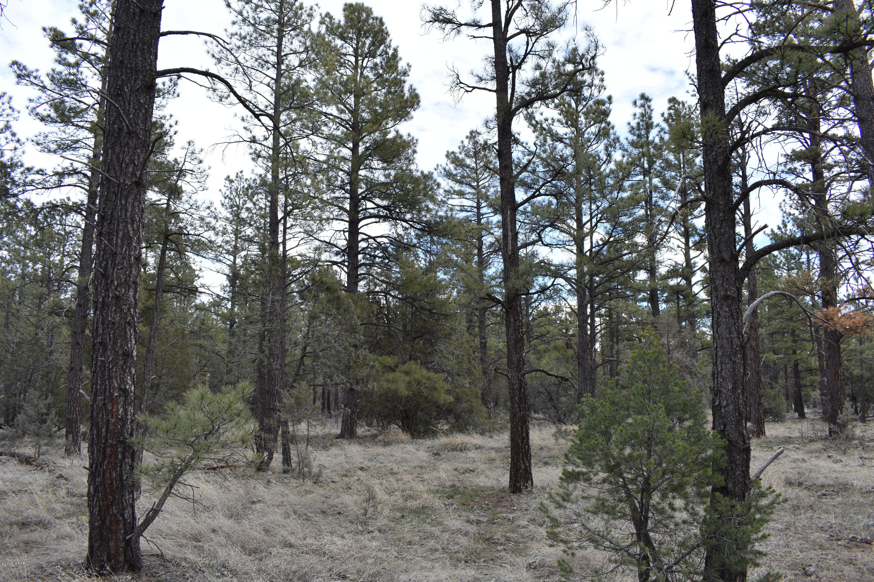 207 B Jacks Road Lakeside, AZ 85929 - Photo 4 of 5