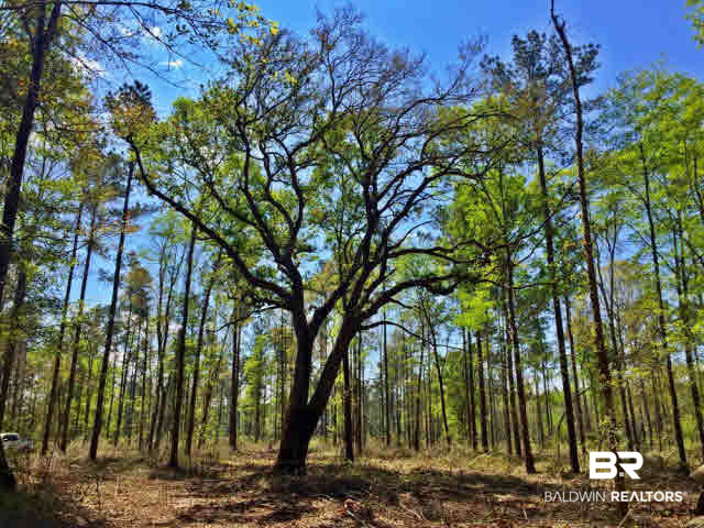 0 South Grand Bay Wilmer Road Wilmer, AL 36587 - Photo 5 of 18
