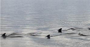 2002 Alexis Court Tarpon Springs, FL 34689 - Photo 12 of 100