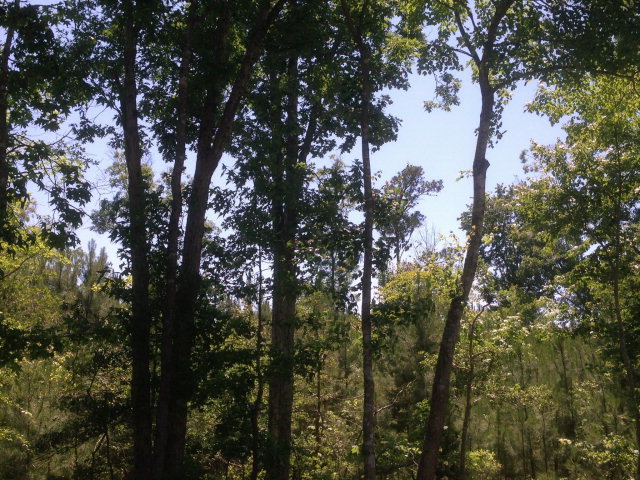 A Country Club Road, Unit A Melfa, VA 23410 - Photo 6 of 13