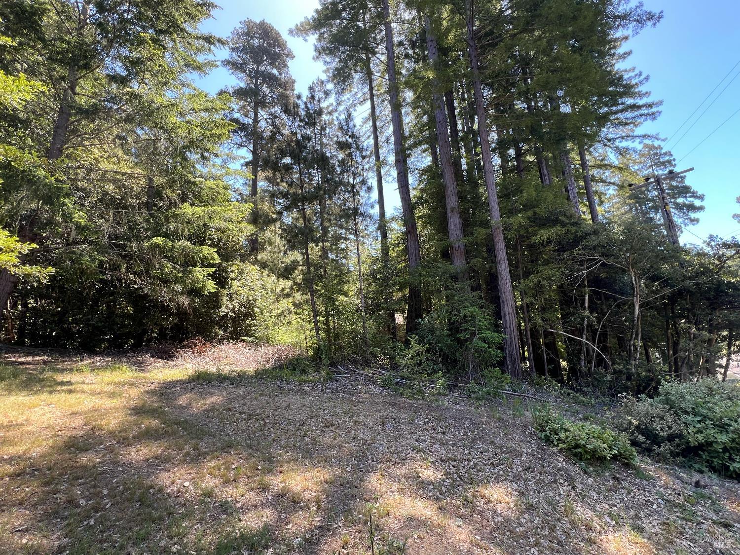 35551 Ocean View Street Gualala, CA 95445 - Photo 24 of 26 a view of a yard with plants and trees