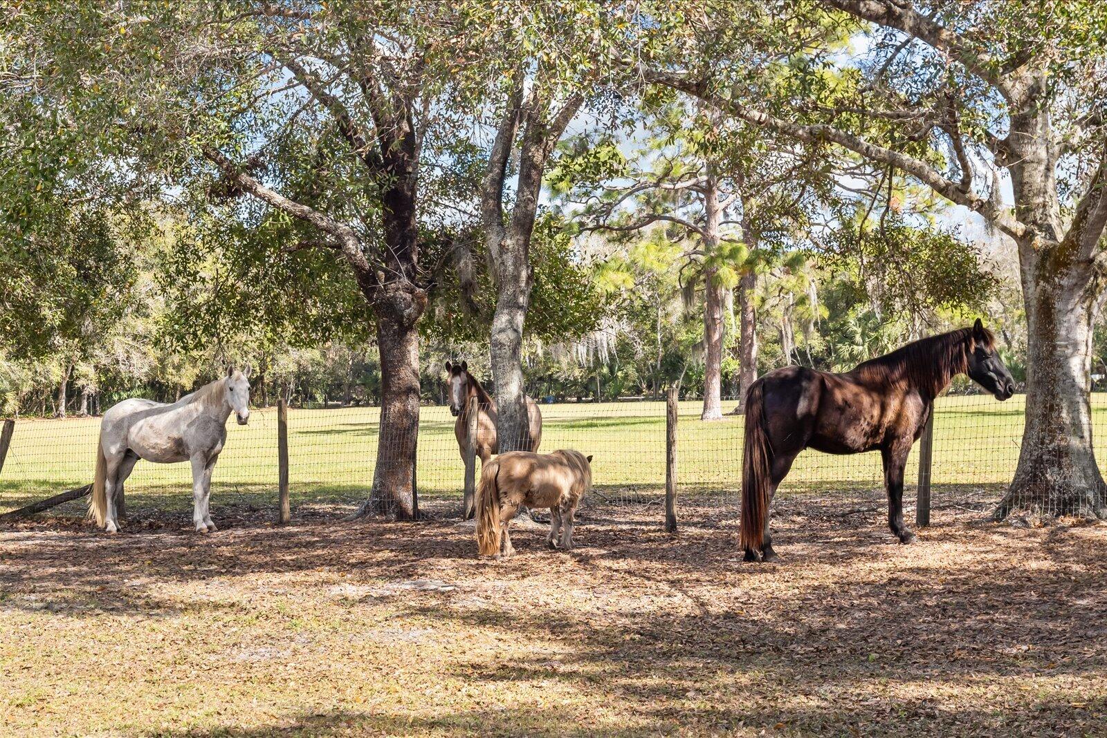 23801 Southwest Martin Highway Okeechobee, FL 34974 - Photo 20 of 85 a view of a yard with a tree