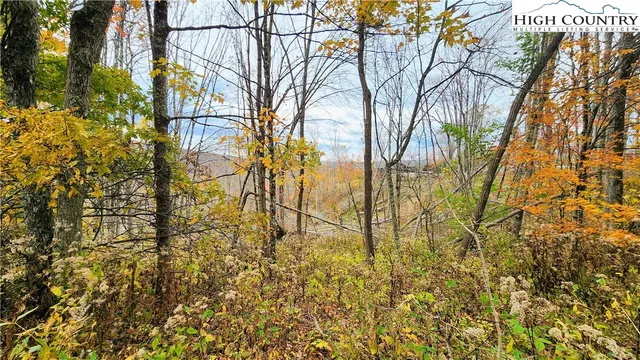 a view of a yard with large tree