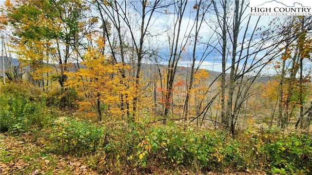 a view of a yard with large trees