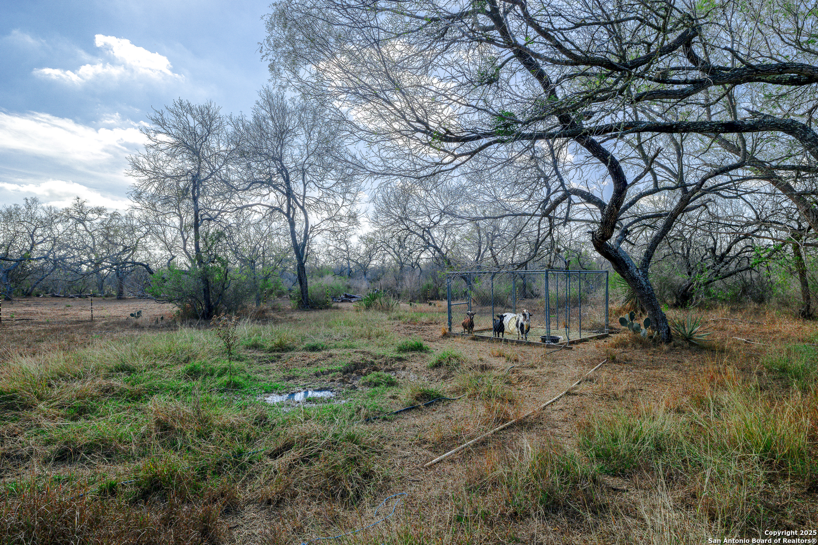 Tbd Old Pleasanton Road Poteet, TX 78264 - Photo 11 of 24 a view of a forest with trees in the background