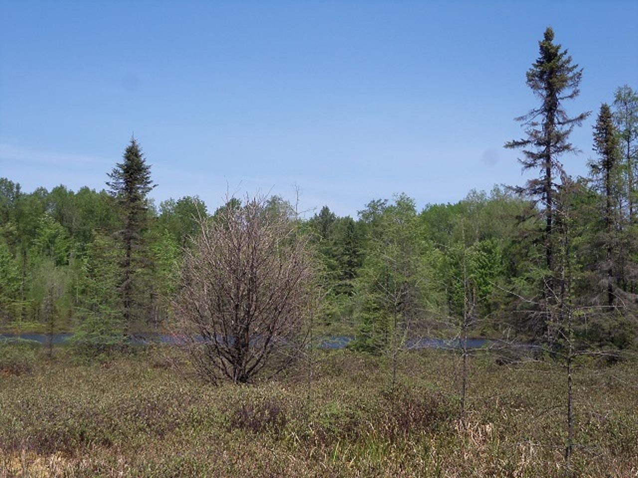 Lot 2 Beaver Lodge Road Mercer, WI 54547 - Photo 8 of 8 Gallery Image 8