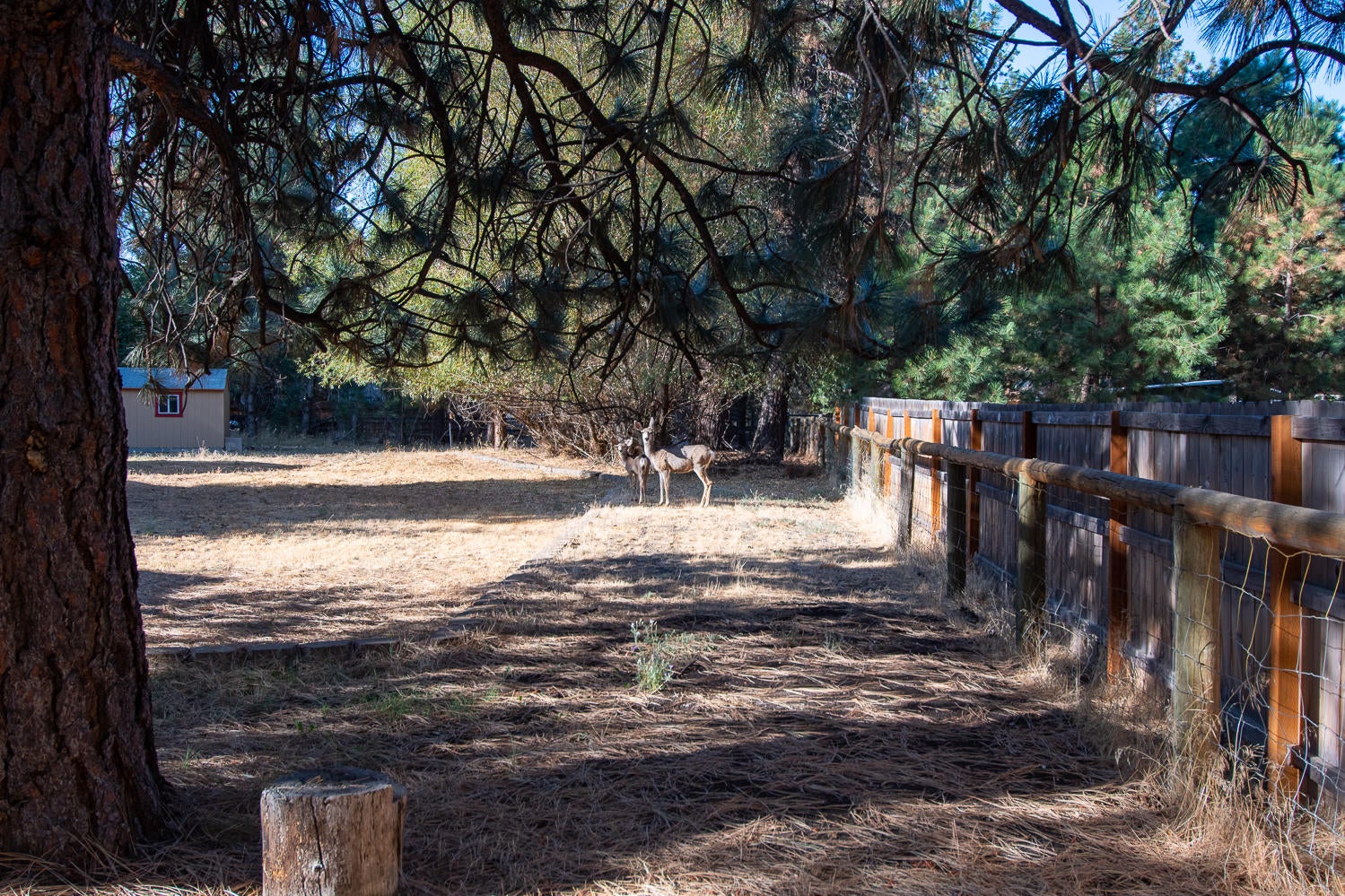 60195 Navajo Road Bend, OR 97702 - Photo 25 of 27 Doe and Fawn Included