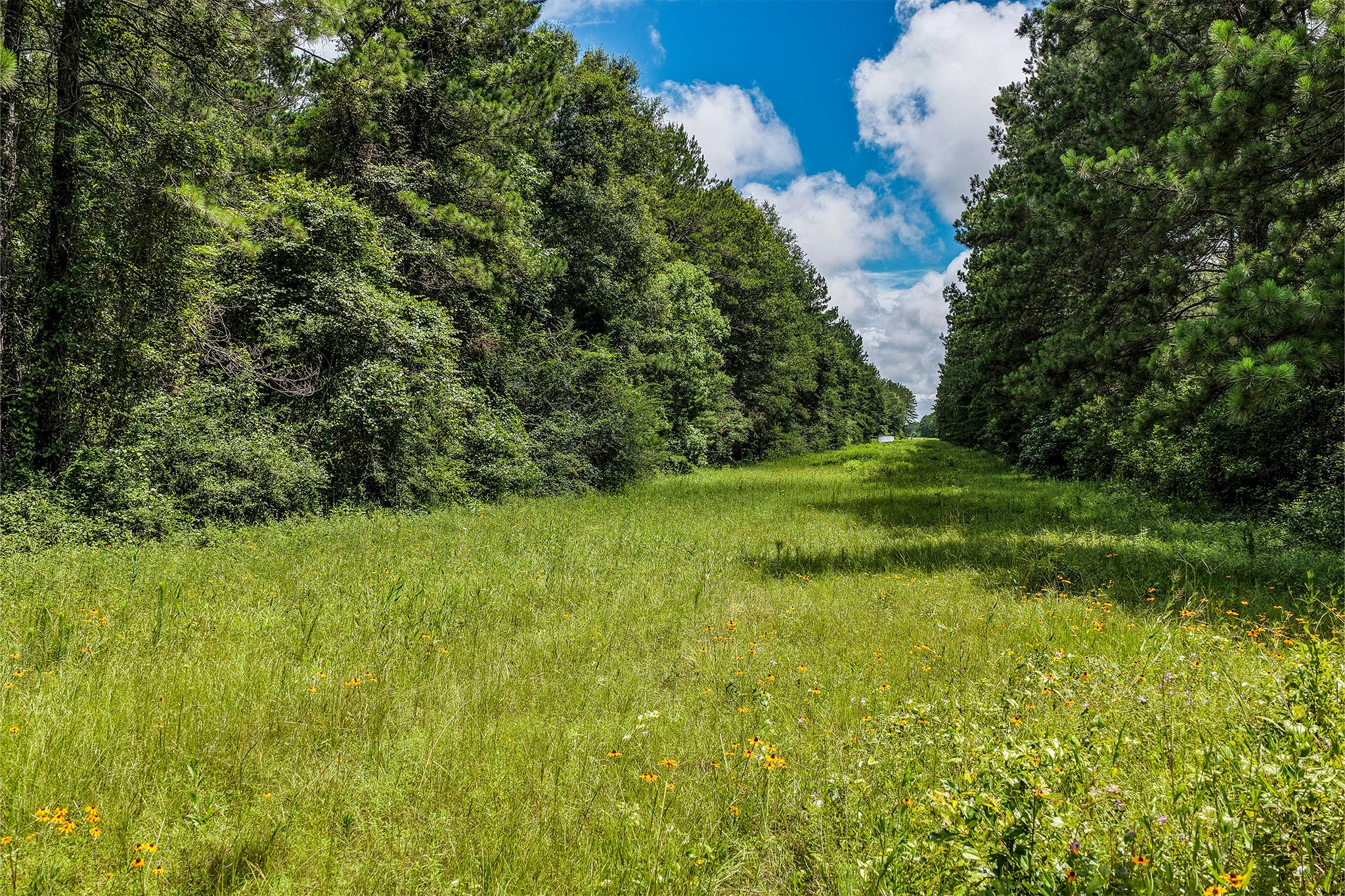 1782-acres County Line Road Shepherd, TX 77371 - Photo 14 of 22