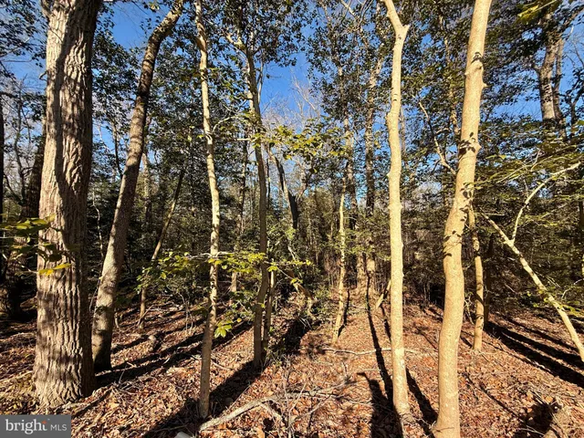 a view of a yard with trees
