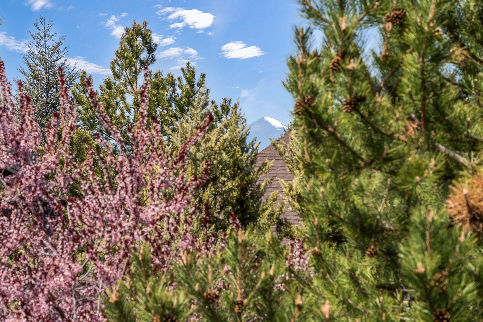 10870 Village Loop Redmond, OR 97756 - Photo 21 of 35 a view of a tree with a yard