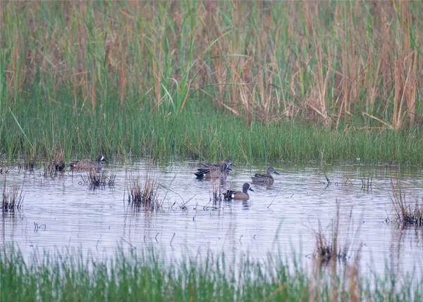 a view of pool with lawn chairs and plants