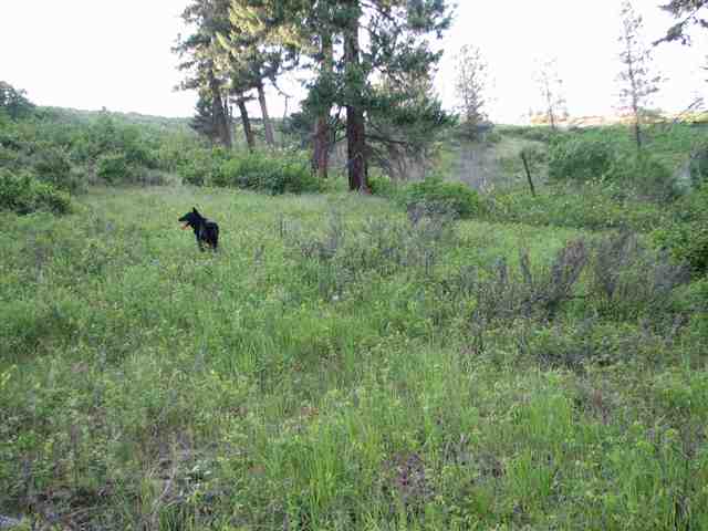 204-xx North Feehan Road Mead, WA 99021 - Photo 5 of 16
