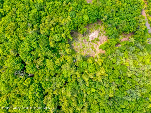 a view of a lush green forest with trees in the background