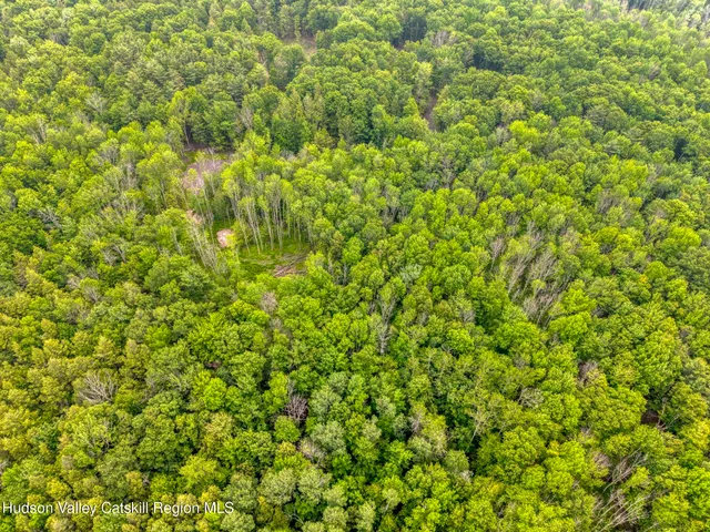 a view of a backyard with plants and palm trees