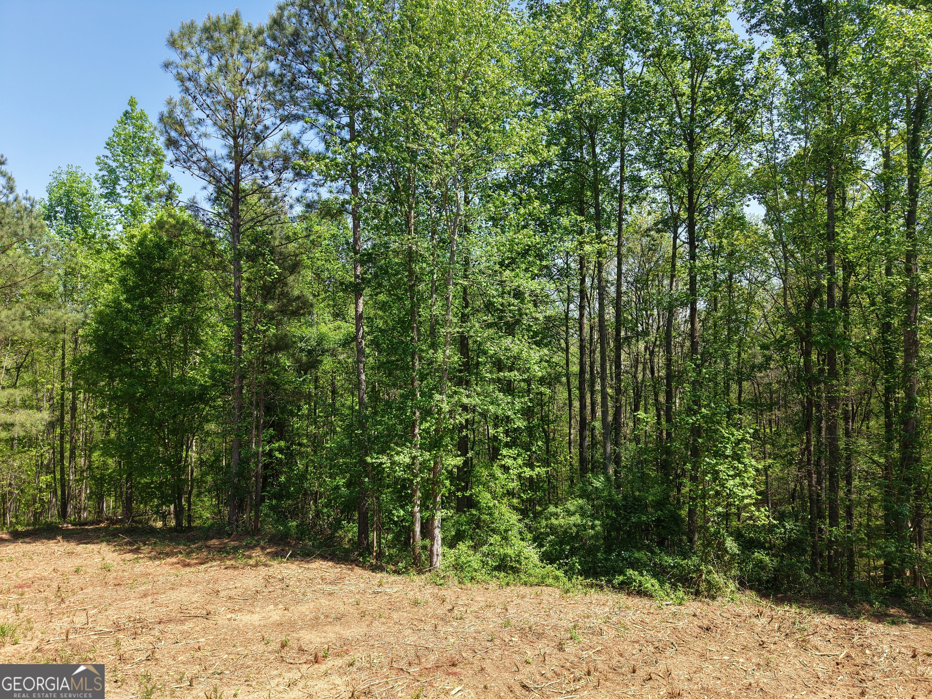 0 Ryo Mountain Road, Unit 9609 Fairmount, GA 30139 - Photo 82 of 87 a view of a yard with plants and trees