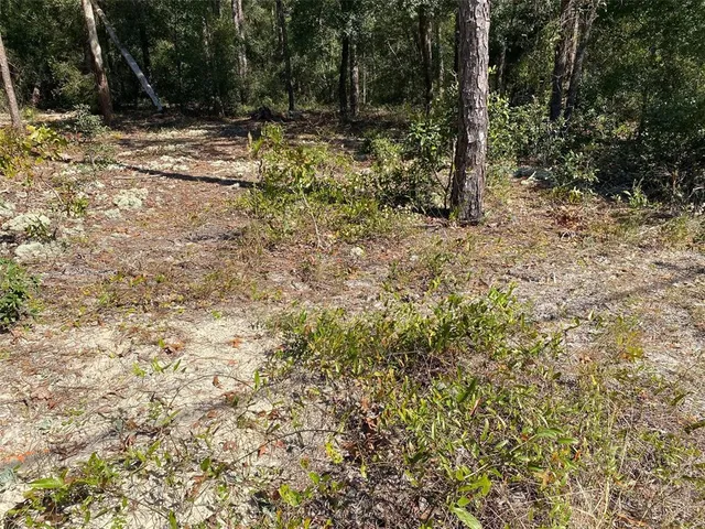 a view of a yard with plants and trees
