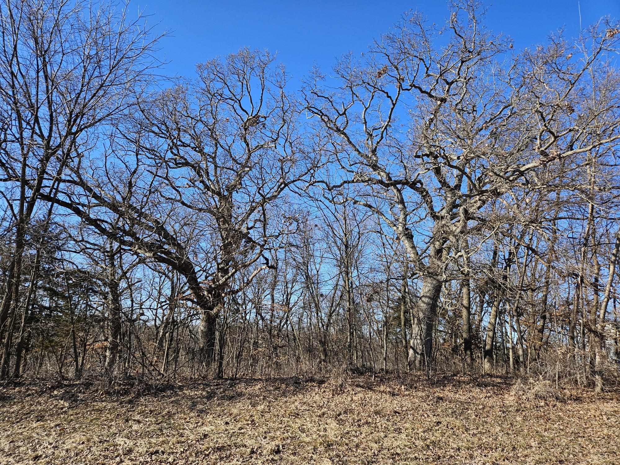 4722 West Longhollow Road Galena, IL 61036 - Photo 7 of 14 a backyard of a house with lots of green space