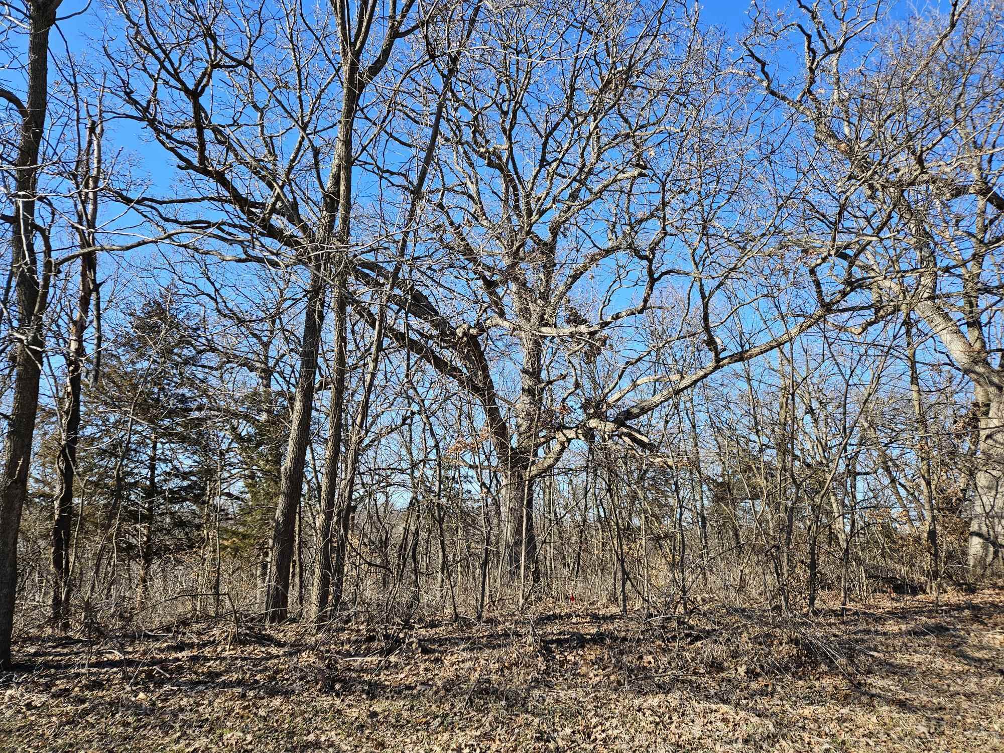 4722 West Longhollow Road Galena, IL 61036 - Photo 9 of 15 a backyard of a house with lots of trees