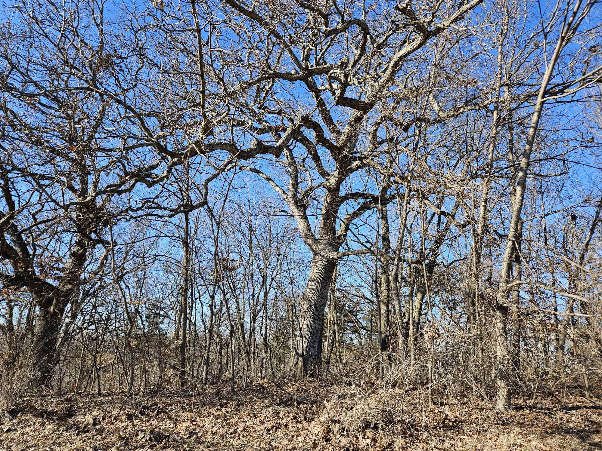 4722 West Longhollow Road Galena, IL 61036 - Photo 10 of 14 a backyard of a house with lots of trees