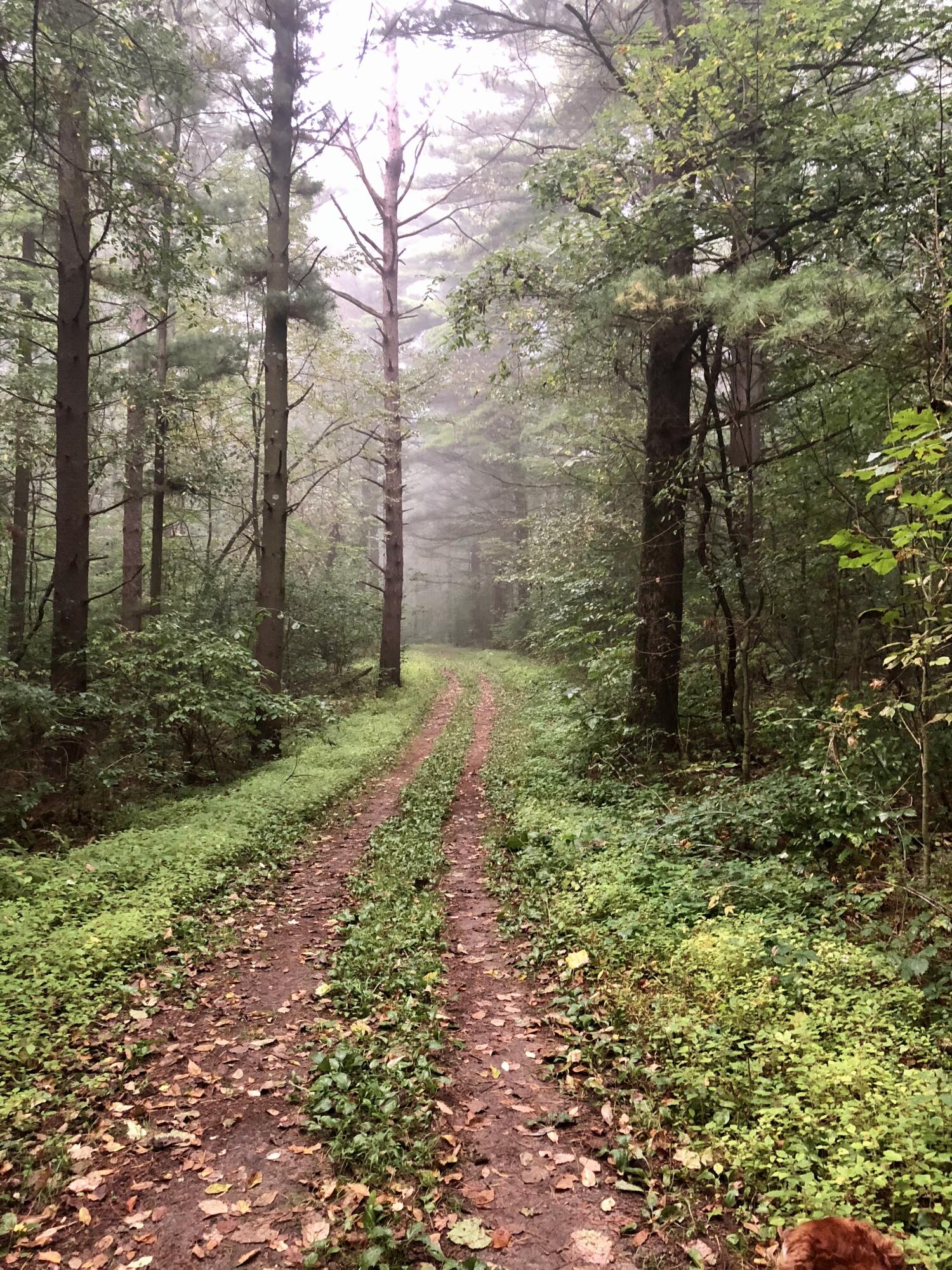 N7329 County Road CJ, Unit LT2 Rhine, WI 53073 - Photo 32 of 54 Kettle moraine trail in spring