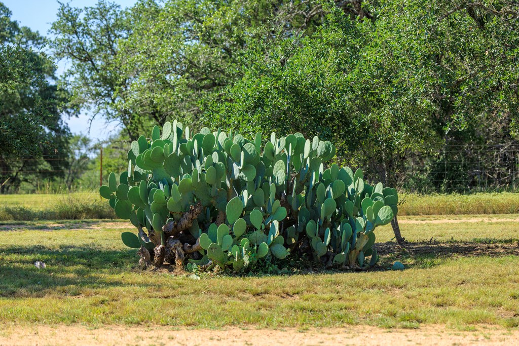 713 Ranch Road 1320 Hye, TX 78635 - Photo 26 of 26 a view of a yard with an trees