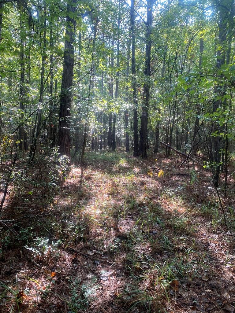 0 Yates Road Sontag, MS 39665 - Photo 13 of 20 Photo 13