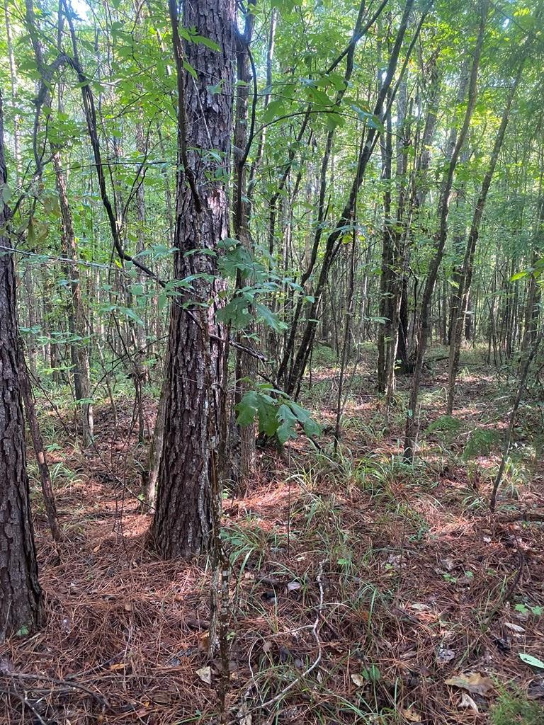 0 Yates Road Sontag, MS 39665 - Photo 14 of 20 Photo 14