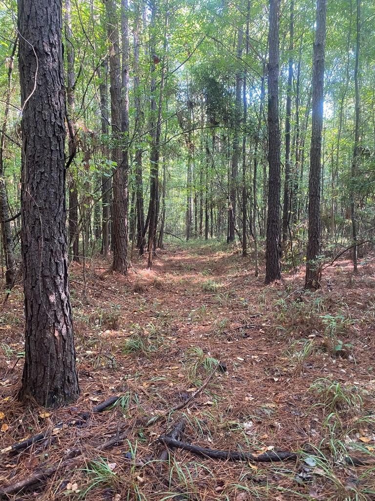 0 Yates Road Sontag, MS 39665 - Photo 16 of 20 Photo 16